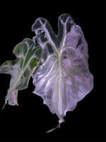 Alocasia Venom Variegated Pink TC | Grower's Choice, Foshan Collection