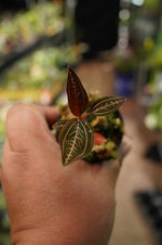 Ludisia Spiderman x Discolor TC | Grower's Choice, Foshan Collection