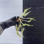 Philodendron Florida Beauty TC | Grower's Choice, Foshan Collection