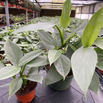 Philodendron hastatum 'Grey/Silver Sword' | Seller's Choice, Hong Kong Collection