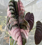 Alocasia cuprea 'Red Secret' Pink Mint Variegated TC | Seller's Choice, Hong Kong Collection