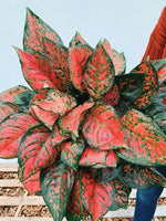 Aglaonema 'Very Red Valentine' | Seller's Choice, Hong Kong Collection
