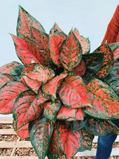 Aglaonema 'Very Red Valentine' | Seller's Choice, Hong Kong Collection