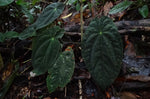 Anthurium Papillilaminum lagogatun x Anthurium Dark Phoenix | Seller's Choice, Hainan Collection