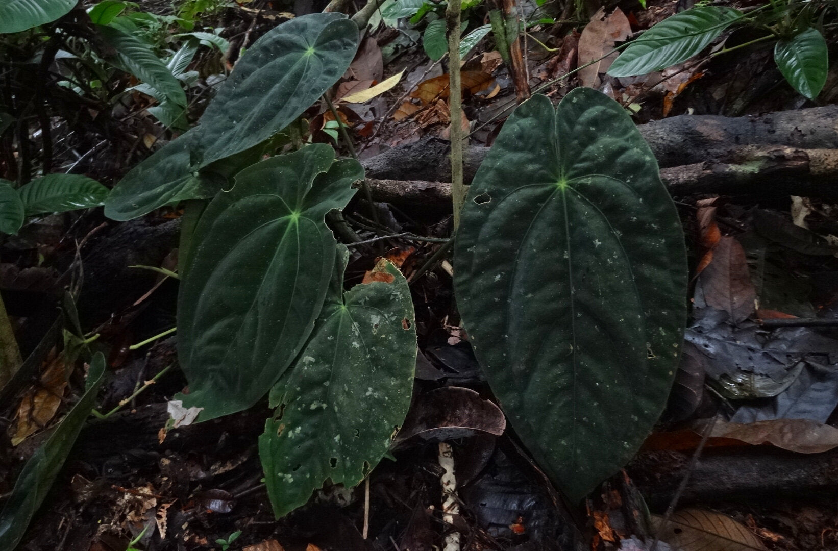 Anthurium Papillilaminum lagogatun x Anthurium Dark Phoenix | Seller's Choice, Hainan Collection