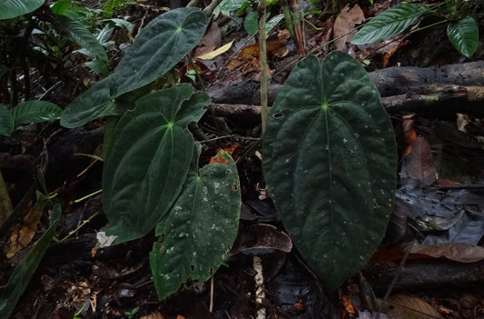 Anthurium Papillilaminum lagogatun x Anthurium Dark Phoenix | Seller's Choice, Hainan Collection