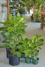 Ficus altissima | Seller's Choice, Hong Kong Collection