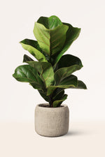 Ficus lyrata | Seller's Choice, Hong Kong Collection