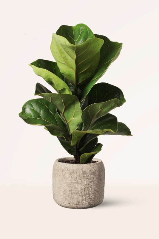 Ficus lyrata | Seller's Choice, Hong Kong Collection