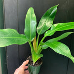 Philodendron wendlandii | Seller's Choice, Hainan Collection