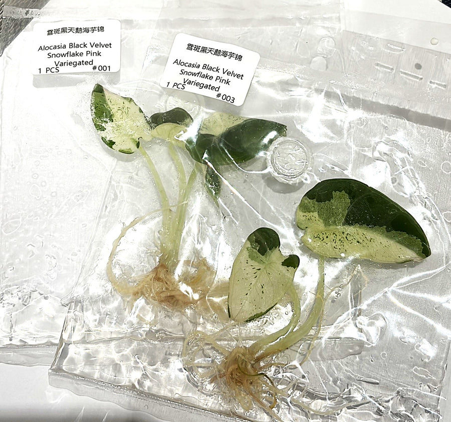Two bagged Alocasia Black Velvet Snowflake Pink Variegated tissue culture plants with white and green leaves