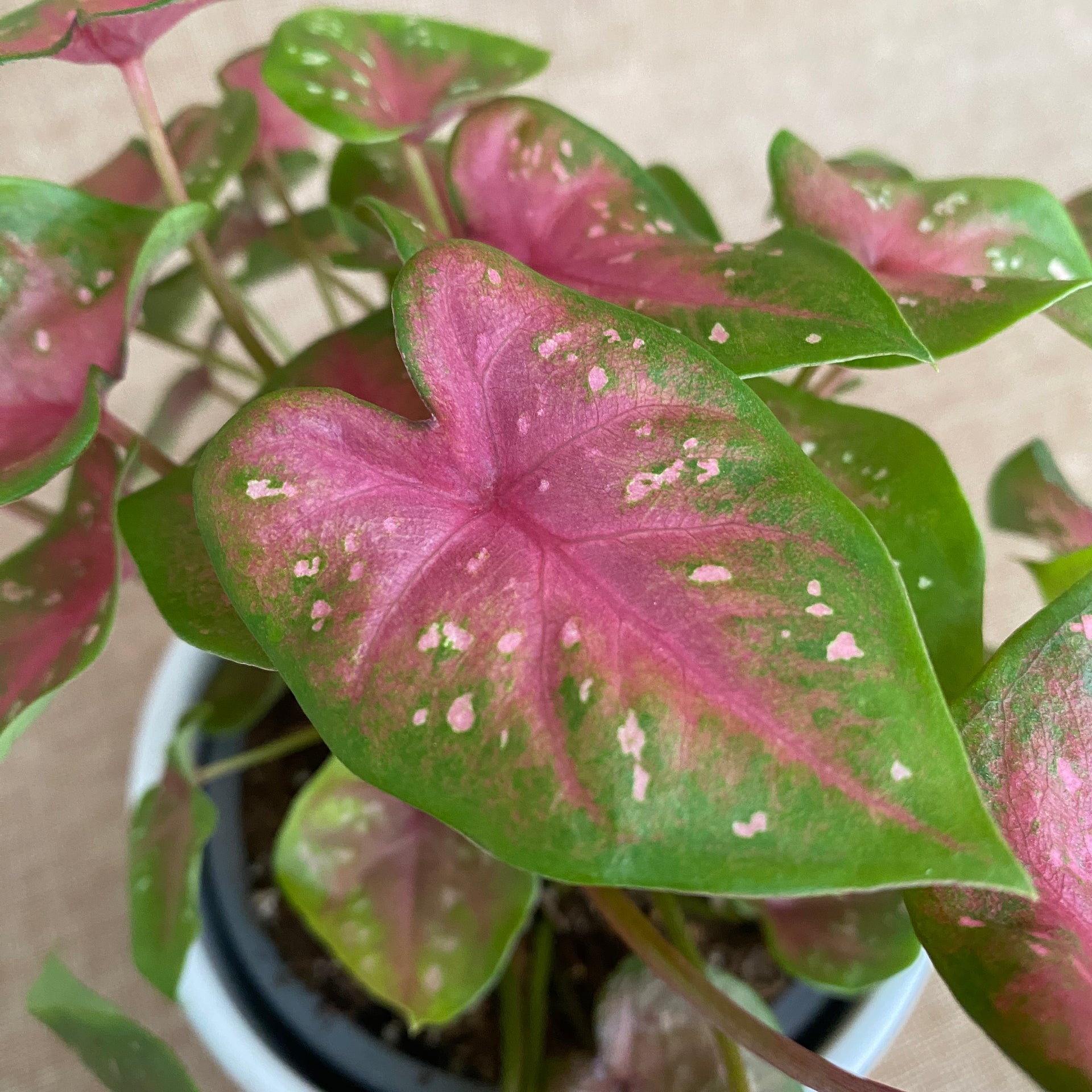 Caladium 'Casey' | Seller's Choice, Hong Kong Collection