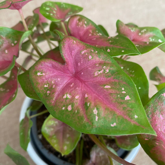 Caladium 'Casey' | Seller's Choice, Hong Kong Collection