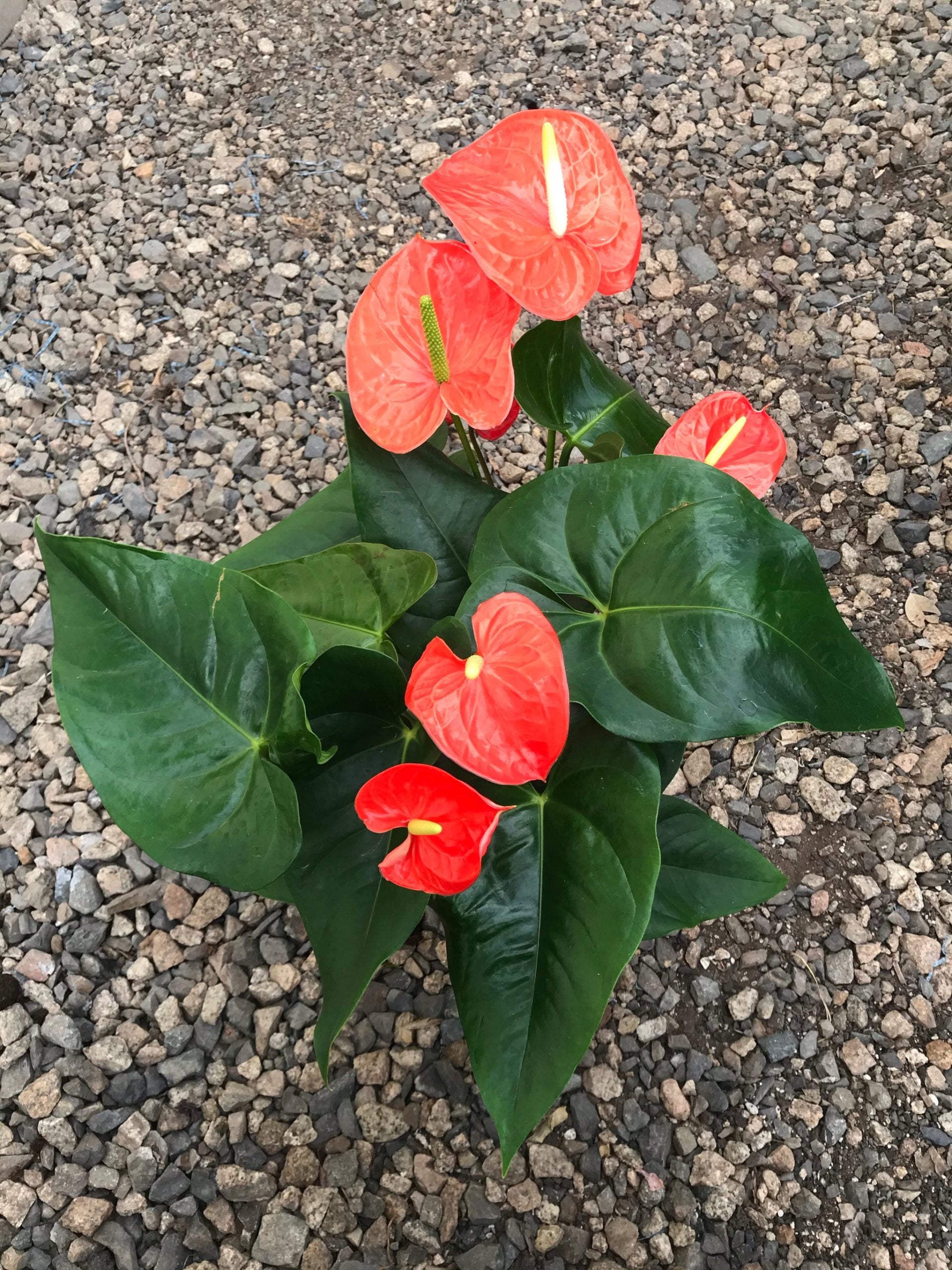 Anthurium 'True Orange' | Seller's Choice, Hong Kong Collection
