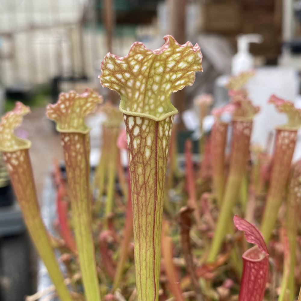 Sarracenia 'Farnhamii' hybrid TC | Seller's Choice, Hainan Collection