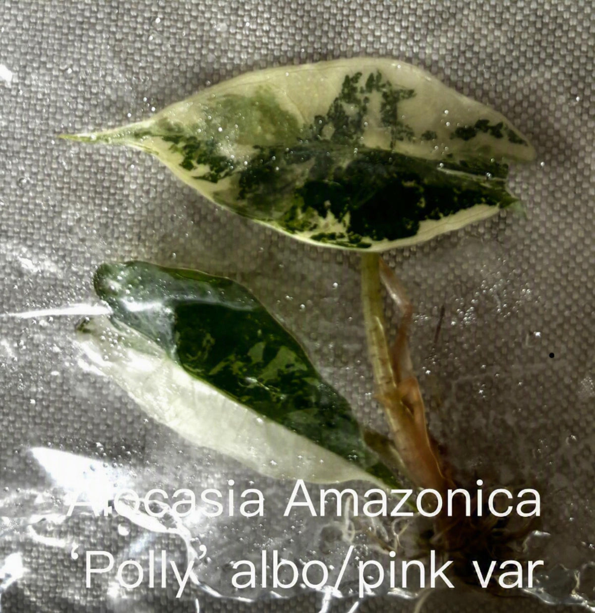 Alocasia Pink Polly Mint