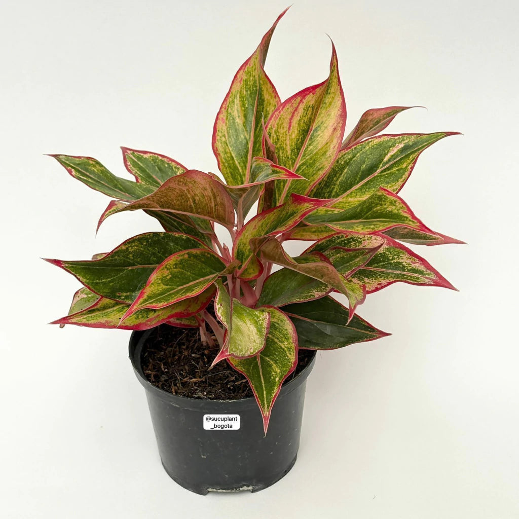 Aglaonema 'Siam Aurora' | Seller's Choice, Hong Kong Collection