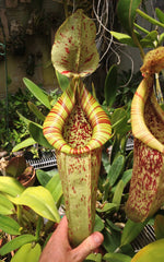Nepenthes 'Dyeriana' | Seller's Choice, Hong Kong Collection