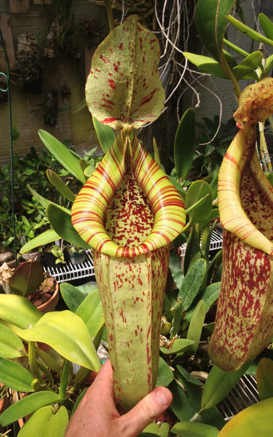 Nepenthes 'Dyeriana' | Seller's Choice, Hong Kong Collection