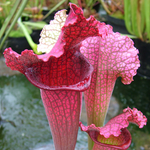 Sarracenia 'Clementia Juthatip Soper' TC | Seller's Choice, Hainan Collection