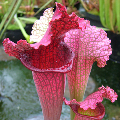 Sarracenia 'Clementia Juthatip Soper' TC | Seller's Choice, Hainan Collection