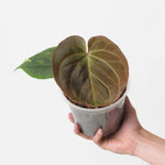 Anthurium 'Gold Fish' | Seller's Choice, Hong Kong Collection