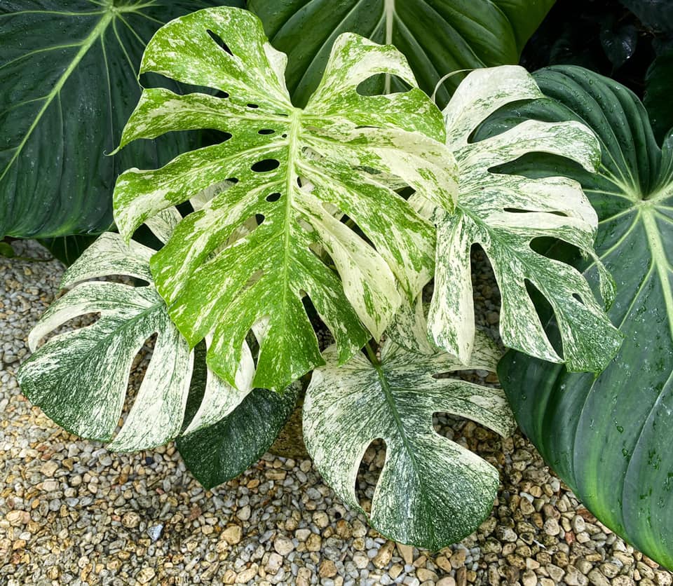Monstera deliciosa 'White Monster' | Seller's Choice, Hong Kong Collection
