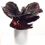 Calathea Roseo Picta 'Black Rose' | Seller's Choice, Hainan Collection