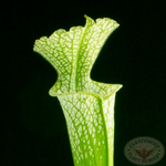 Sarracenia leucophylla'13#' | Seller's Choice, Hong Kong Collection