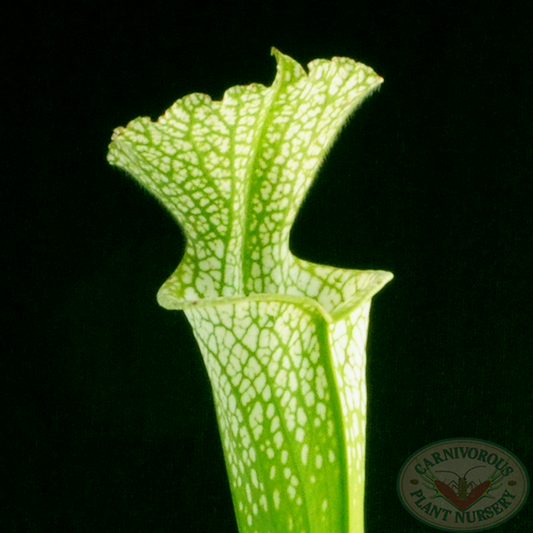 Sarracenia leucophylla'13#' | Seller's Choice, Hong Kong Collection