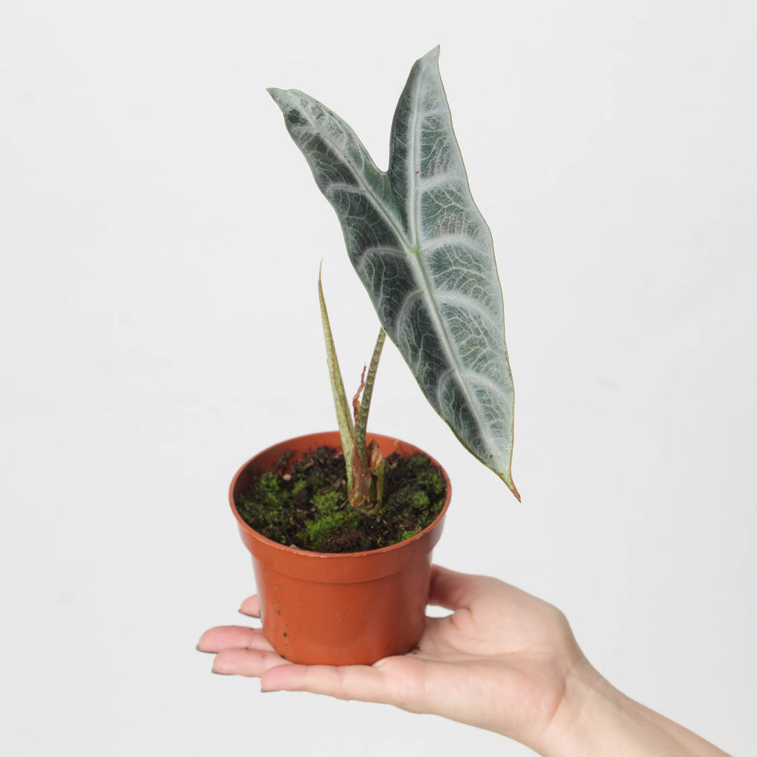 Alocasia longiloba 'Silver' | Seller's Choice, Hong Kong Collection