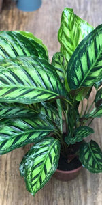 Calathea 'Flamestar' | Seller's Choice, Hong Kong Collection