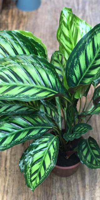 Calathea 'Flamestar' | Seller's Choice, Hong Kong Collection