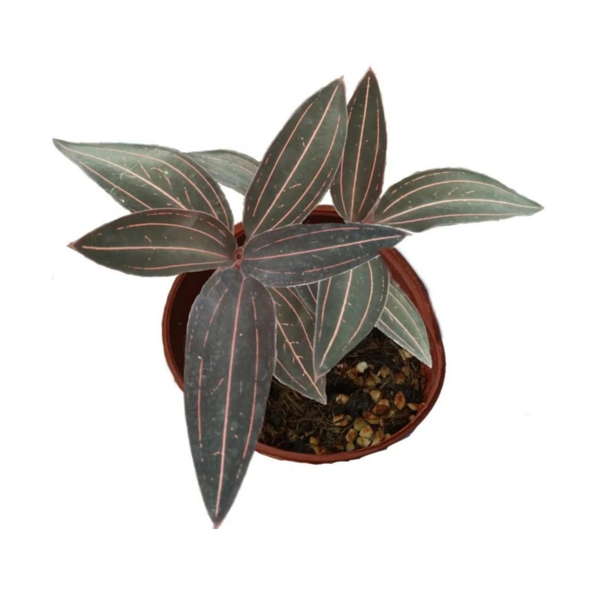 Ludisia 'Red vein' (Ludisia 45) | Seller's Choice, Hong Kong Collection