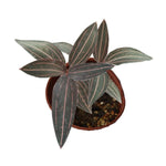 Ludisia 'Red vein' (Ludisia 45) | Seller's Choice, Hong Kong Collection