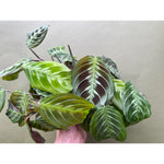 Maranta leuconeura cat mastache | Seller's Choice, Hong Kong Collection