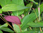 Marantochloa mannii | Seller's Choice, Hong Kong Collection