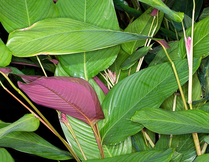 Marantochloa mannii | Seller's Choice, Hong Kong Collection