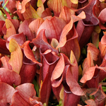 Sarracenia 'Maroon' TC | Seller's Choice, Hainan Collection