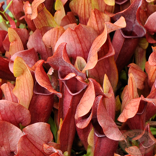 Sarracenia 'Maroon' TC | Seller's Choice, Hainan Collection