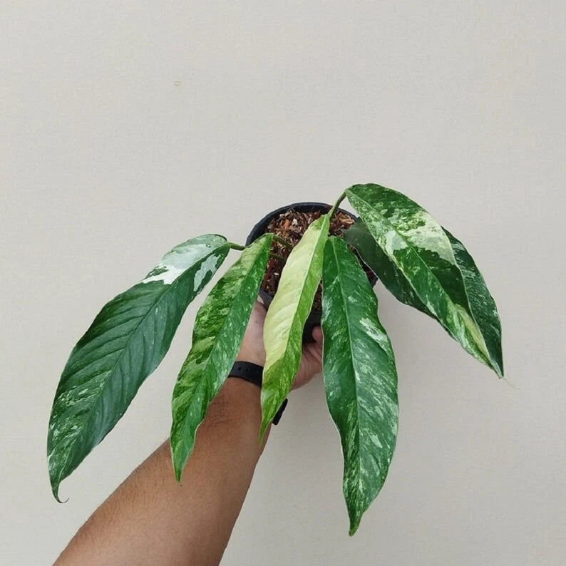 Rhaphidophora Megasperma Variegated | Seller's Choice, Hainan Collection