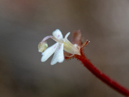 Stylidium uliginosum | Seller's Choice, Hong Kong Collection