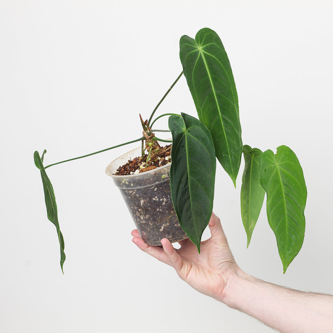 Anthurium 'Spring Moon' | Seller's Choice, Hong Kong Collection
