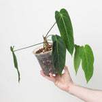 Anthurium 'Spring Moon' | Seller's Choice, Hong Kong Collection