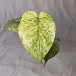 Monstera Lemon Lime TC | Grower's Choice, Foshan Collection