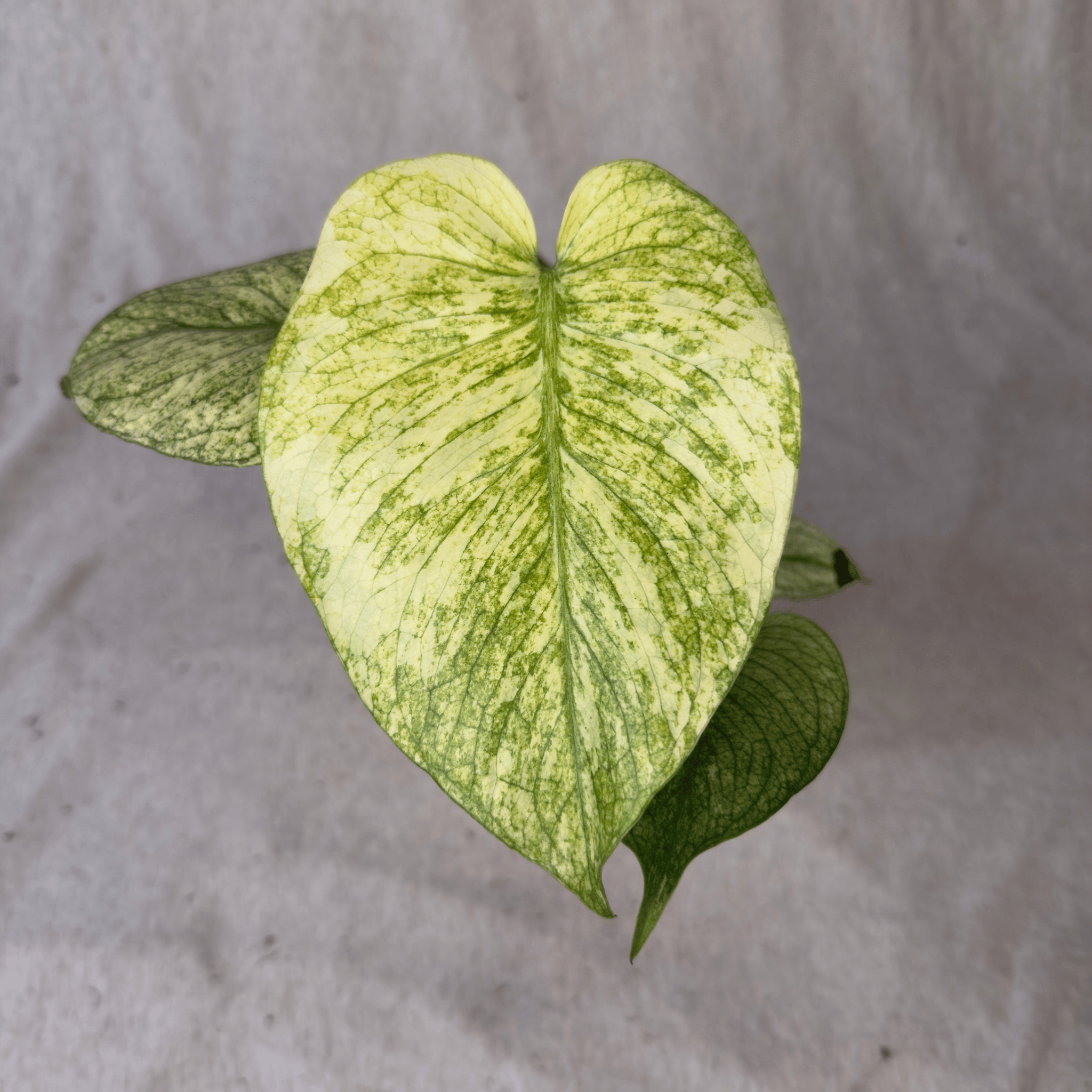 Monstera Lemon Lime TC | Grower's Choice, Foshan Collection