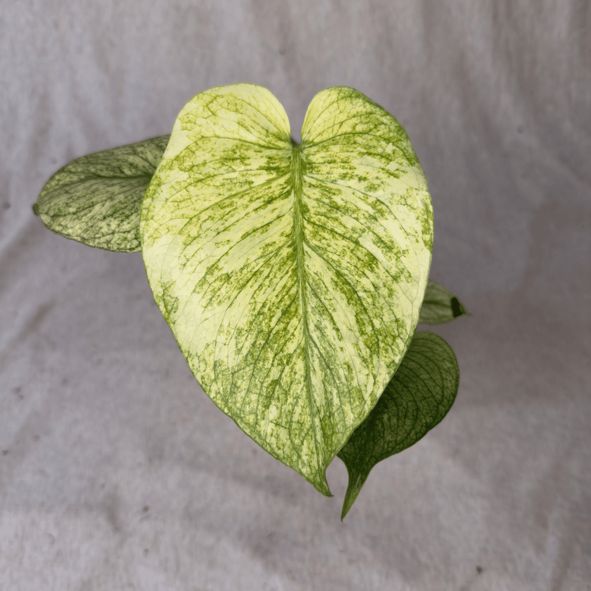 Monstera Lemon Lime TC | Grower's Choice, Foshan Collection