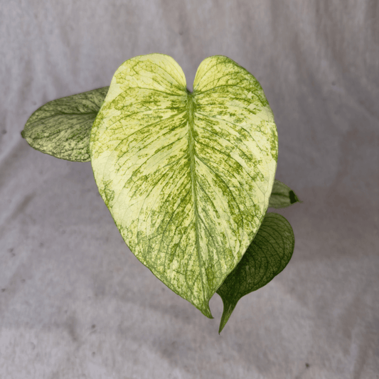 Monstera Lemon Lime TC | Grower's Choice, Foshan Collection