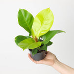 Philodendron Atabapoense G S Bunting Pink TC | Grower's Choice, Foshan Collection