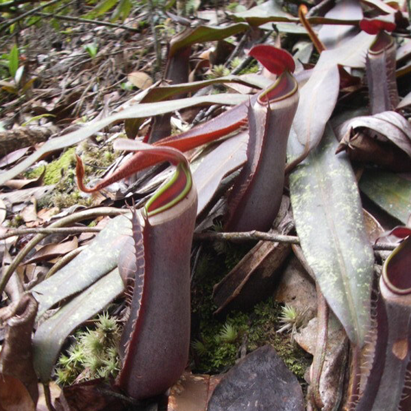 Nepenthes albomarginata TC | Seller's Choice, Hainan Collection